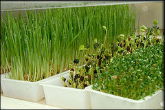 EasyGreen Sprouter
